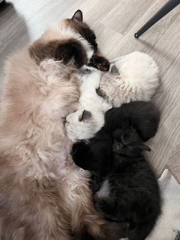 Cute mix ragdoll and BS champions are  for you