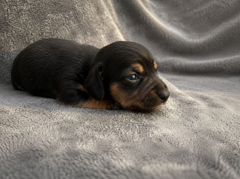 Stunning litter of Miniature Dachshunds