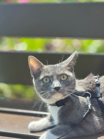 Cat 2 year female grey and white