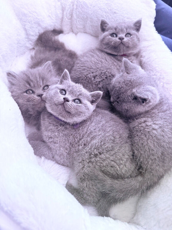 Gorgeous British shorthair kittens