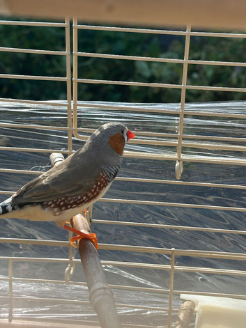 Zabra finch