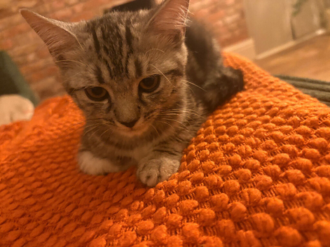 British Shorthair silver tabby crosses