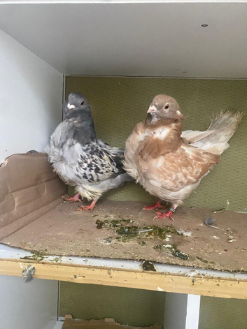 Pair of Chinese owl pigeons in blakcburn