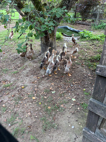 Ducklings for sale