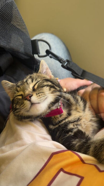 gorgeous 6 month old female kitten