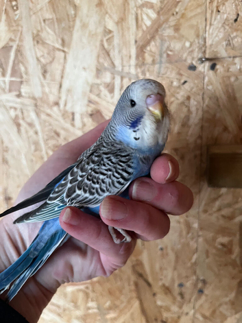 Baby budgies