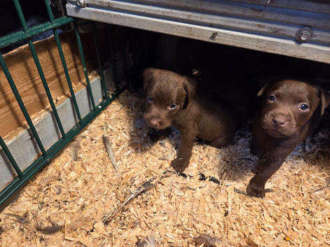 Chocolate, patterdale puppys!