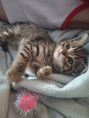 Kitten for sale
