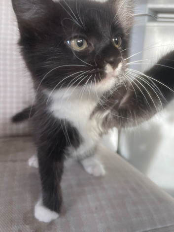 Boy and girl 9week old kittens