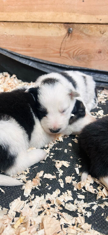 Lovely border collie puppies