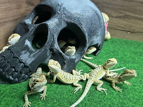 Baby bearded dragons