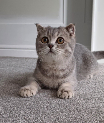 TICA inoculated beautiful Scottish Fold