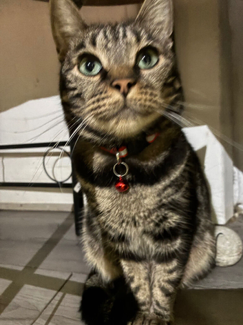 Joy the bengal
