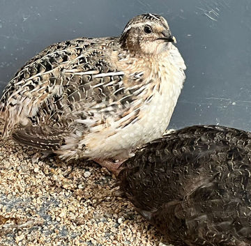 2 coturnix quails for FREE