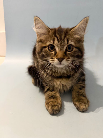 Cute kittens are looking for a new home and a loving family.