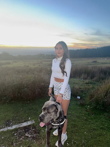 Cane corso