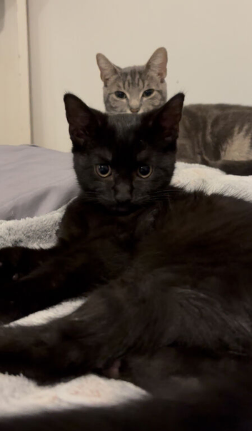 Sweet & Playful 6-Month-Old Male Kitten (Theo) Needs a New Home