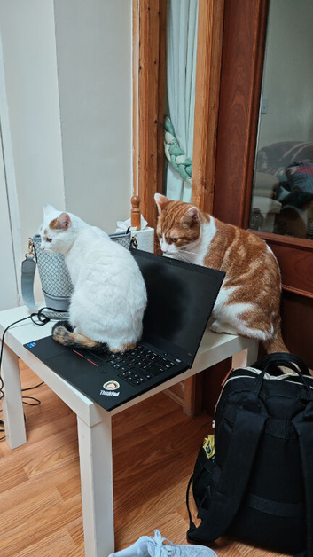 Mother & Son cats