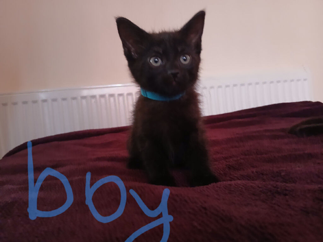 Black fluffy ️ Ready to new home