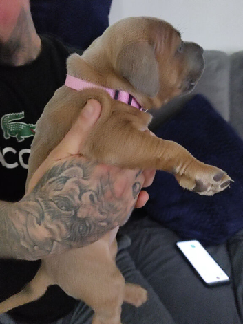 Staffordshire puppies