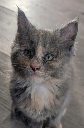 LAST GIRL Beautiful chunky mainecoon kitten