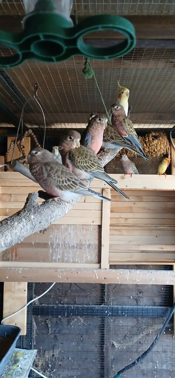 Baby bourkes 10 weeks old