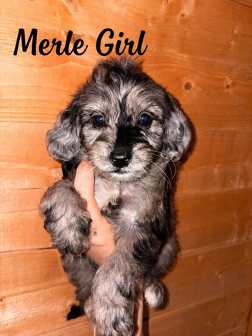 Stunning cockapoo puppies!