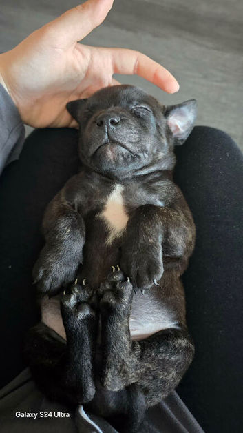 Puppy&rsquo;s for sale
