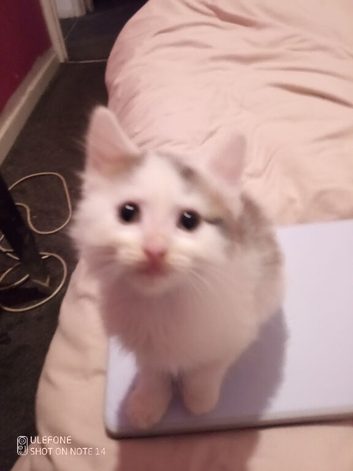 10 weeks old