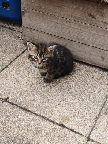 Beautiful litter of 5 kittens looking for loving homes