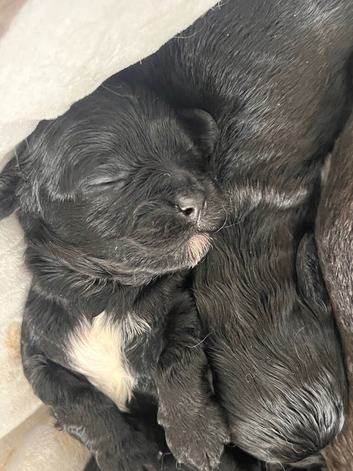 5 beautiful shihpoo puppies