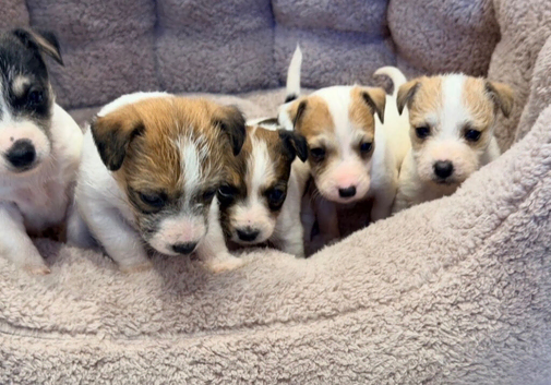Jack Russell puppy&rsquo;s
