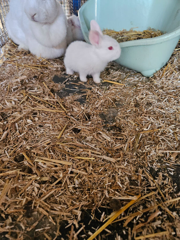 NewZealand White Rabbits (different bloodlines available)