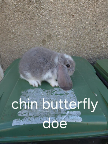 French lop girls