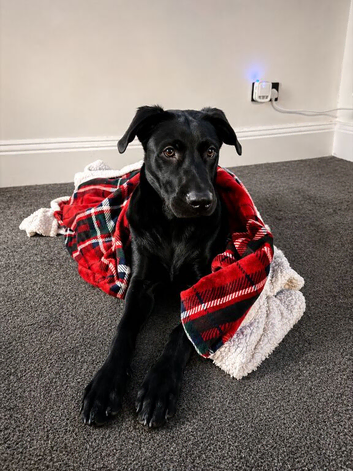 Fudge needs a forever home