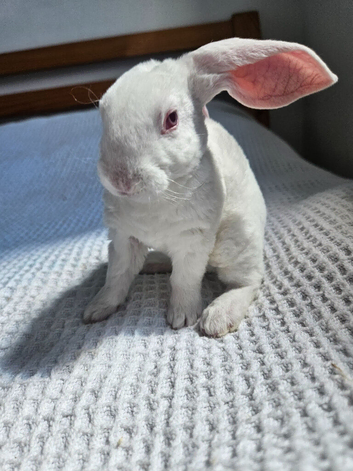 VELVETEEN LOPS SUFFOLK