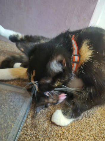 Ragdoll cross kittens