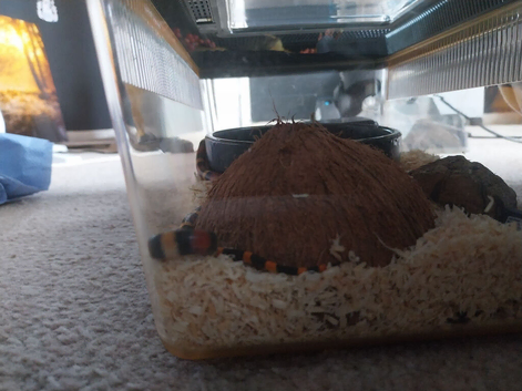 Baby milk snake