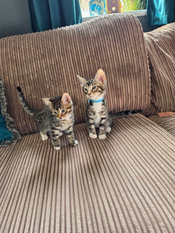Bengal X DLH kittens READY NOW 2 males left