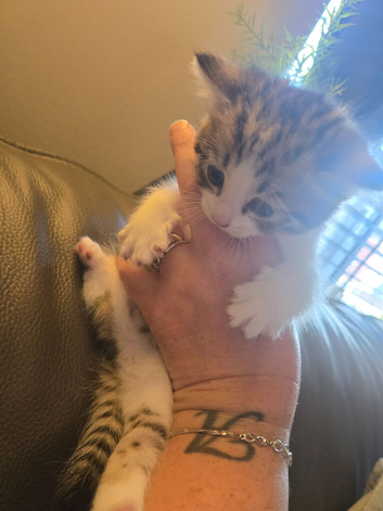 2 KITTENS LEFT MALE AND FEMALE