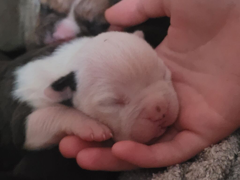 American Bulldog x Staffy Puppies