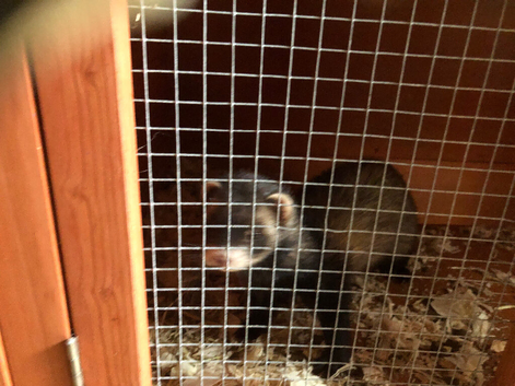 Jill polecat and a double hutch for sale