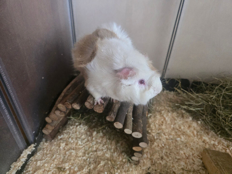 Male guinea pig for sale