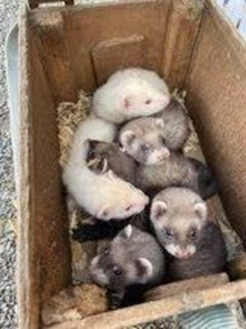 Ferrett kits for sale....this years young...micro....