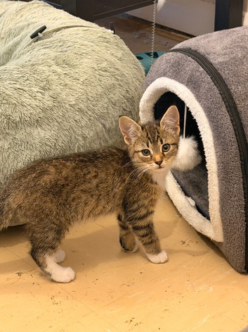 Half bengal female