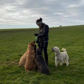 Hounds of Hurst dog walking service