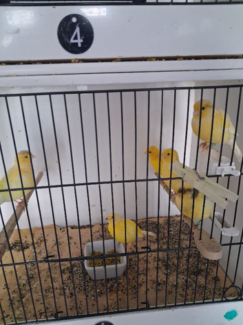 Fife Canaries most colours
