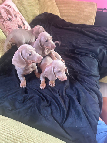 miniature dachshund puppies Ready now