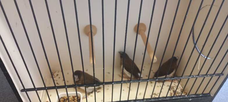 3 lovely birds an cage for sale &pound;70