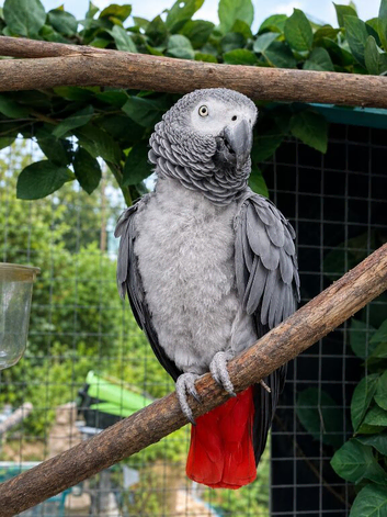 Exceptional Congo African Grey Parrot